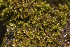 Cephaloziellaceae
