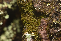 Cephaloziellaceae