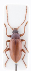 Allecula ramosi