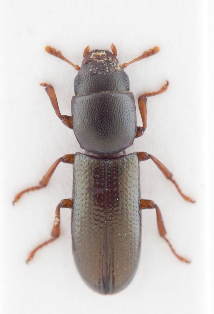 Temnoscheila parva