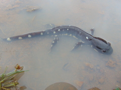 Ambystoma velasci