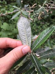 Salix exigua hindsiana