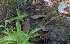 Pinguicula primuliflora