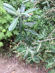 Salix exigua hindsiana