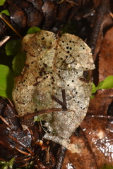 Coccomyces dentatus