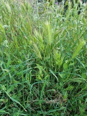 Hordeum murinum