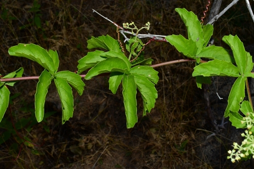 Cyphostemma congestum image