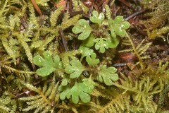 Collomia heterophylla
