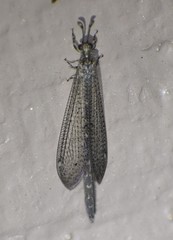 Peruveleon dorsalis