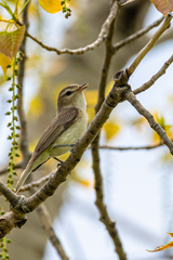 Vireo gilvus