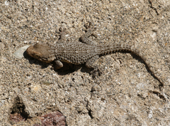 Tarentola mauritanica