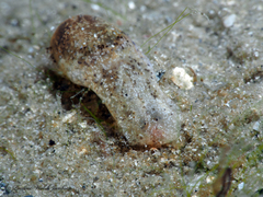 Haminoea elegans