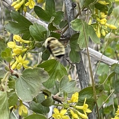 Bombus fervidus