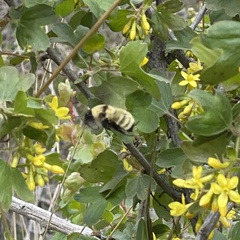 Bombus fervidus