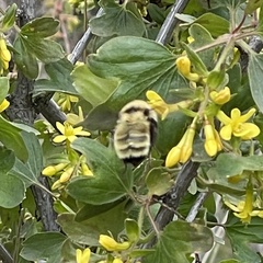 Bombus fervidus