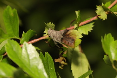 Monilinia johnsonii