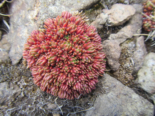 Crassula setulosa var. longiciliata image