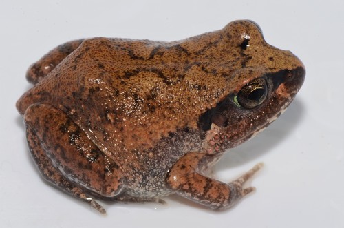Dune Squeaker, Arthroleptis stenodactylus