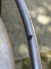 Lycorma delicatula