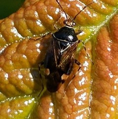 Deraeocoris flavilinea