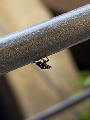 Lycorma delicatula