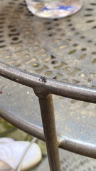 Lycorma delicatula