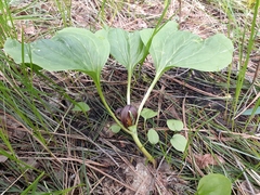 Trillium petiolatum