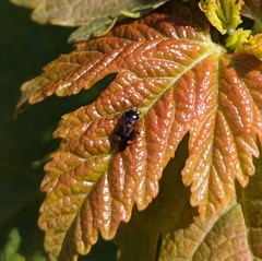 Deraeocoris flavilinea