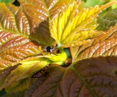 Deraeocoris flavilinea