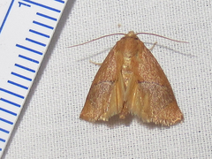 Apoda latomia
