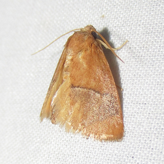 Apoda latomia