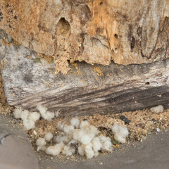 Xylocopa tabaniformis orpifex