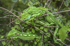 Naultinus punctatus