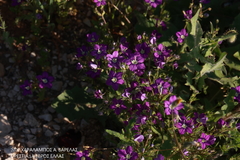 Legousia speculum-veneris