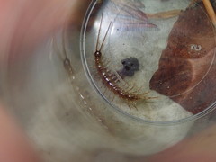 Lithobius tenebrosus