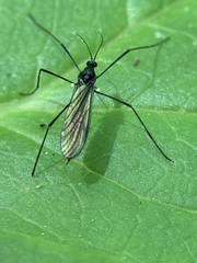 Gnophomyia