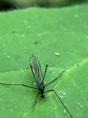 Gnophomyia