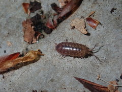 Protracheoniscus kerkanus