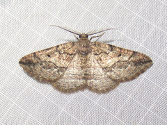Pterospoda nigrescens