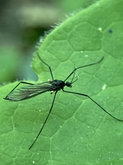 Gnophomyia