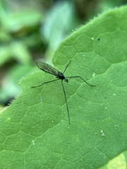 Gnophomyia