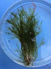 Bryopsis
