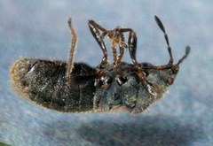 Blissus leucopterus