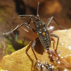 Plesiovelia