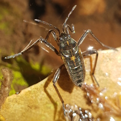 Plesiovelia