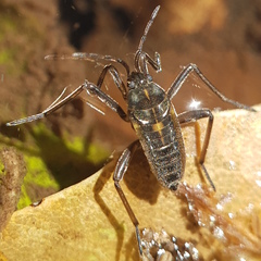 Plesiovelia