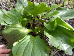Trillium petiolatum