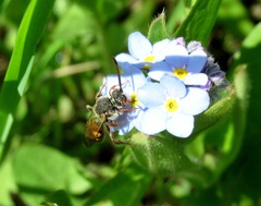 Nomada ferruginata