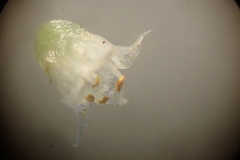 Cuscuta pacifica papillata