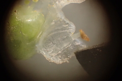 Cuscuta pacifica papillata